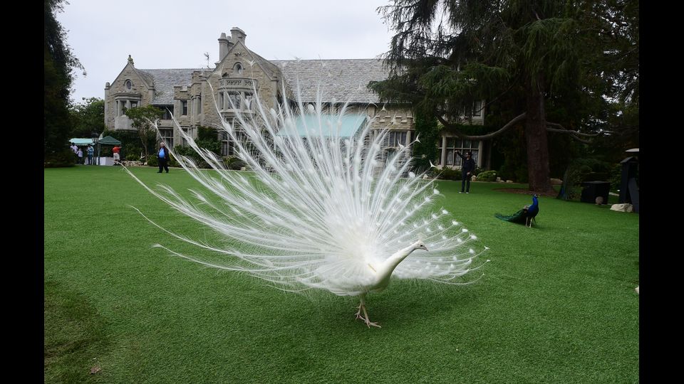 &nbsp;La Playboy Mansion (Afp)
