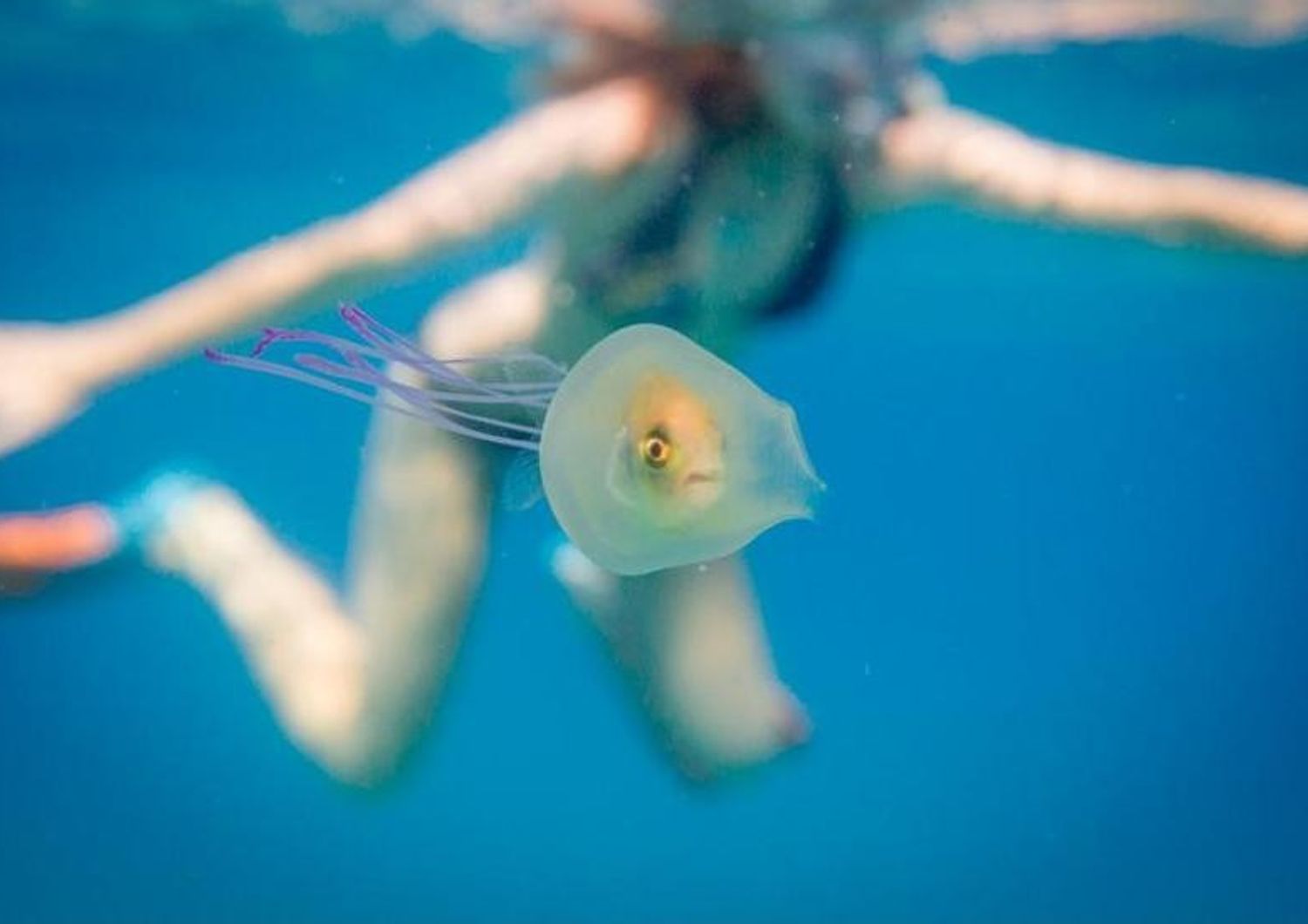 pesce intrappolato in una medusa