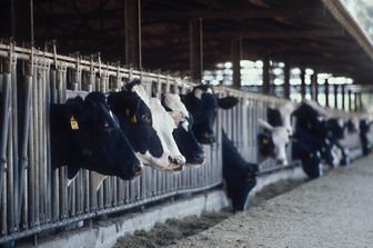 &nbsp;allevamento bovini (Agf)