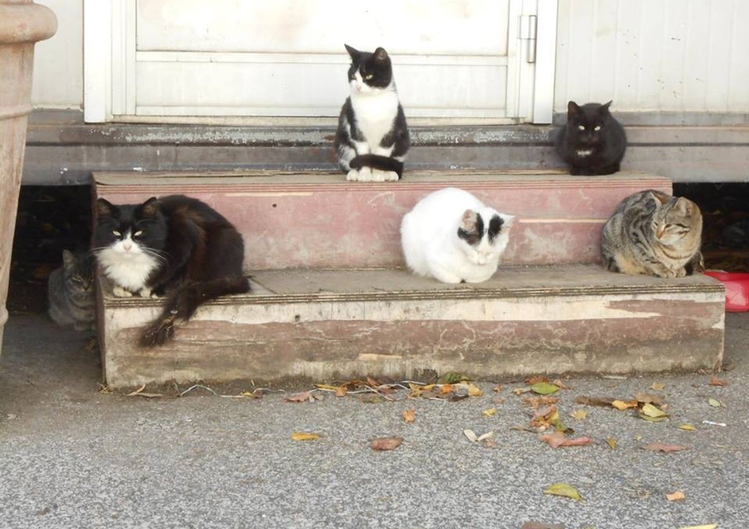 L'ottava vita dei 50 gatti nel fortino della droga milanese