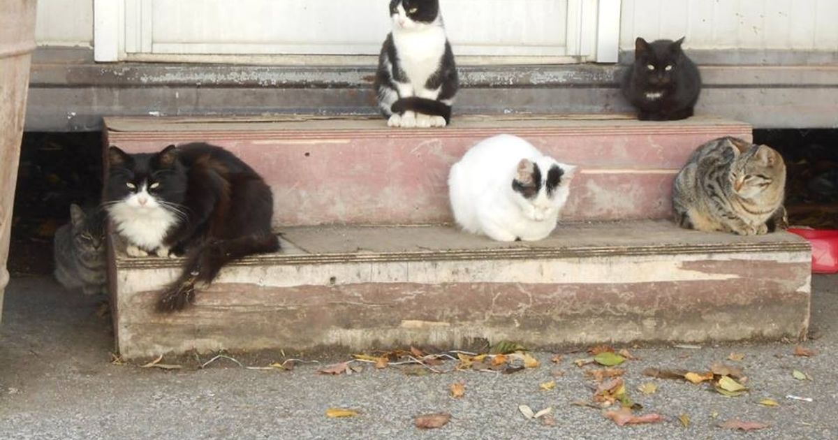 A Penne strage di gatti avvelenati con il metaldeide [FOTO]