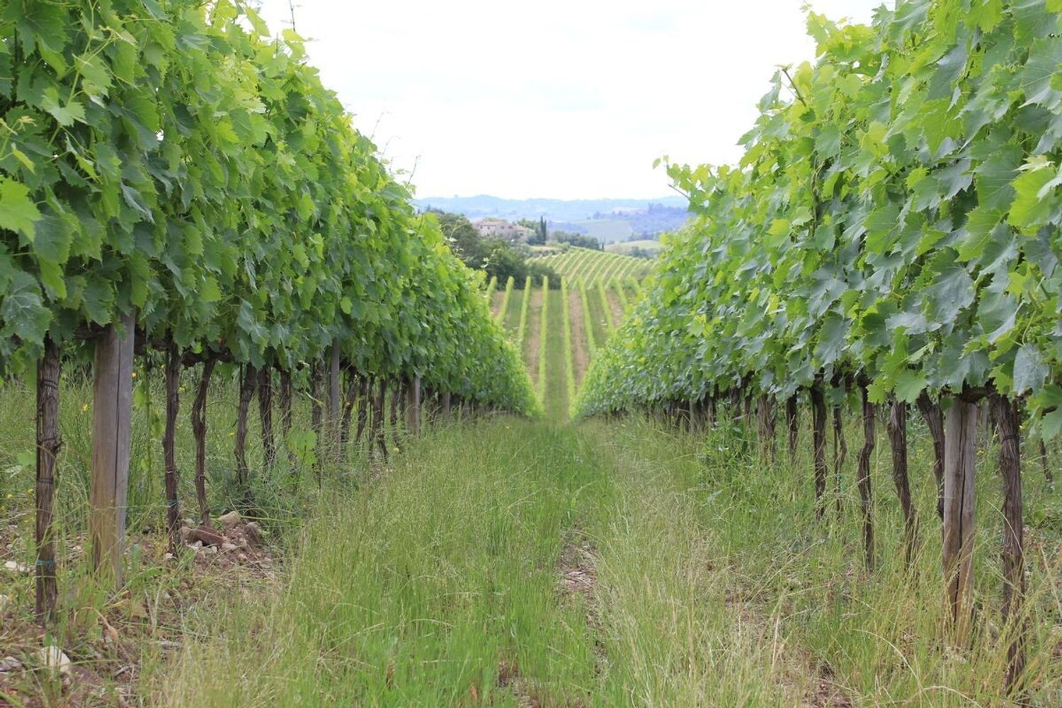 &nbsp;Vigneti Rocca delle Macie