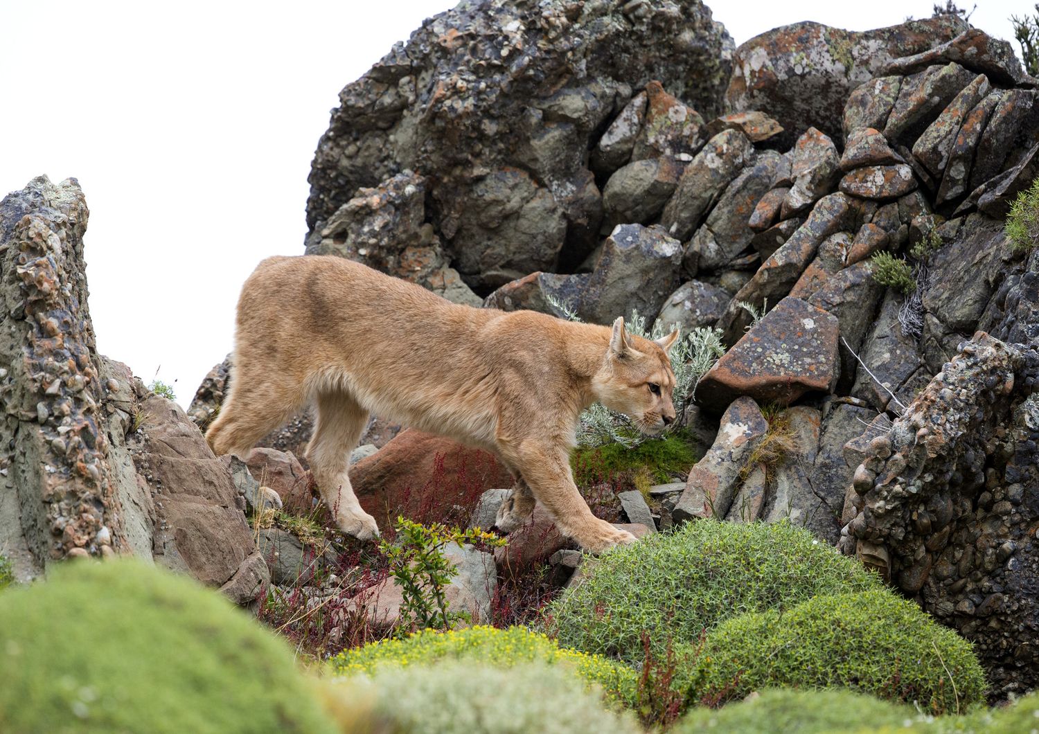Puma concolor, coguaro o leone di montagna