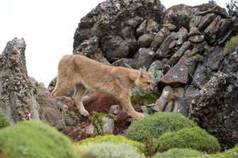 Puma concolor, coguaro o leone di montagna