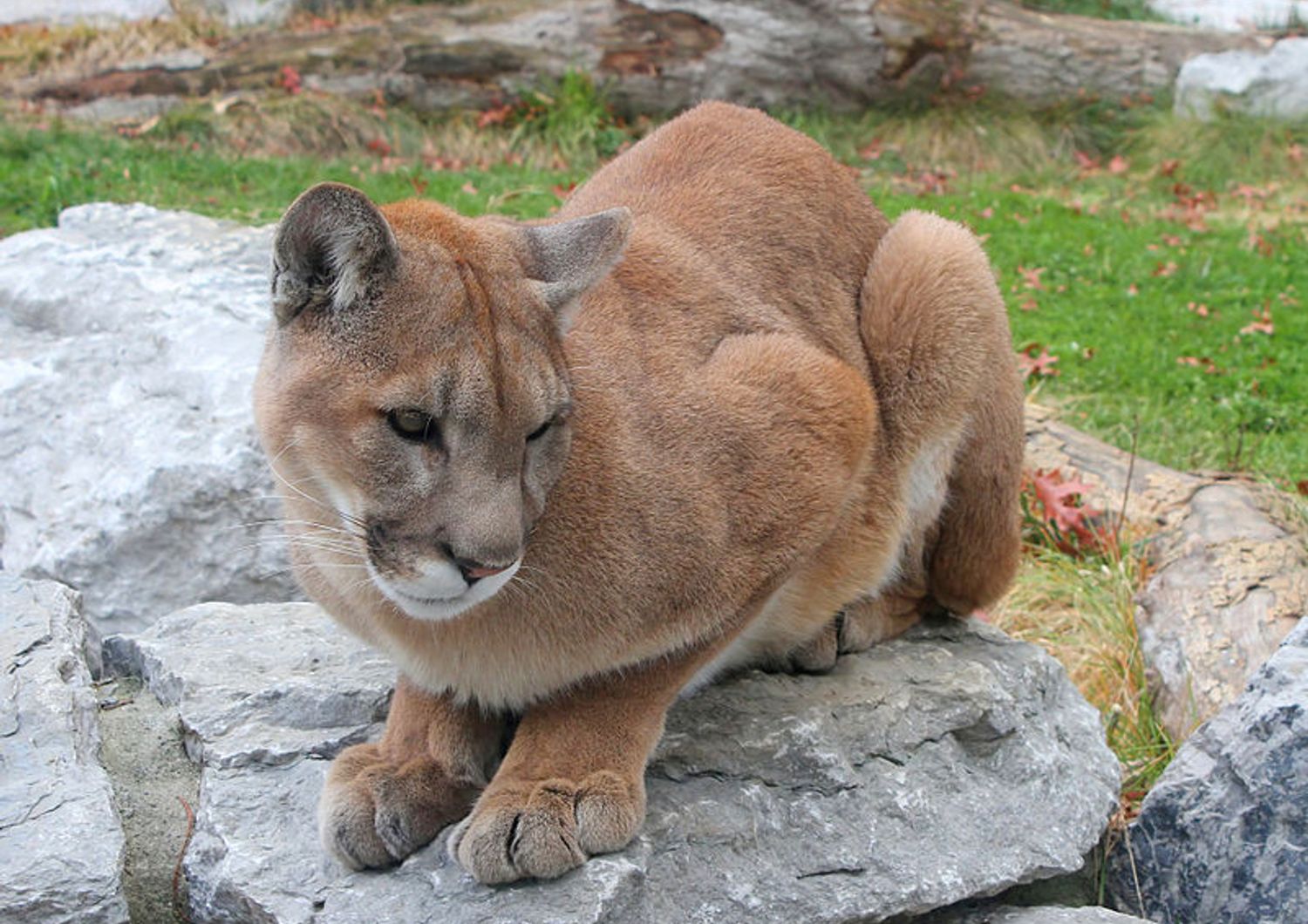 &nbsp; Puma concolor, coguaro o leone di montagna