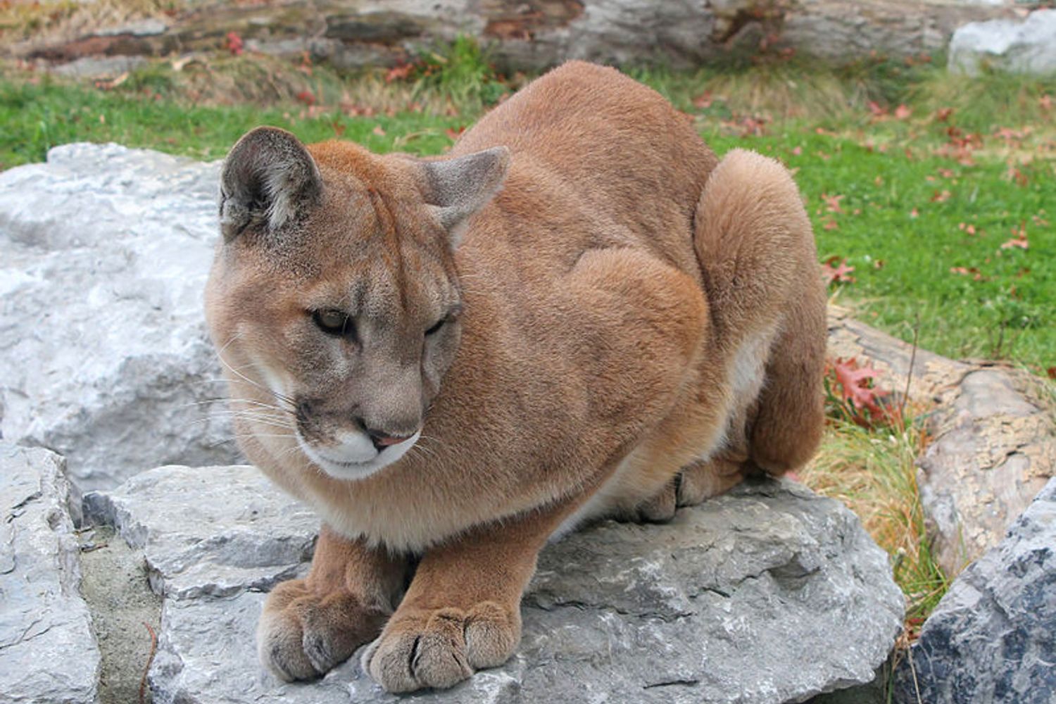&nbsp; Puma concolor, coguaro o leone di montagna