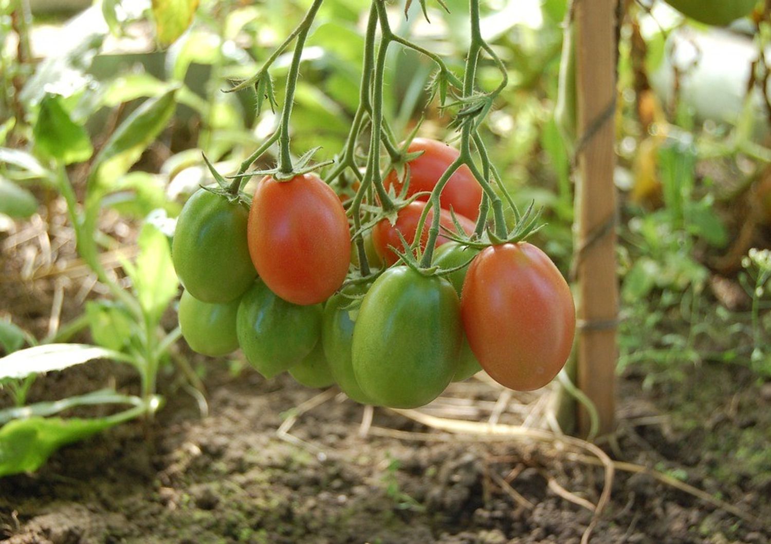 &nbsp;pianta di pomodoro pomodori - pixabay