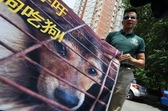 &nbsp;Cina Yulin festival della carne di cane petizione - afp