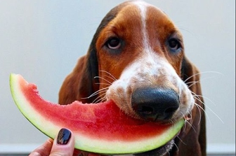 Dieta anti-caldo per cani e gatti. Cosa mettere nella ciotola