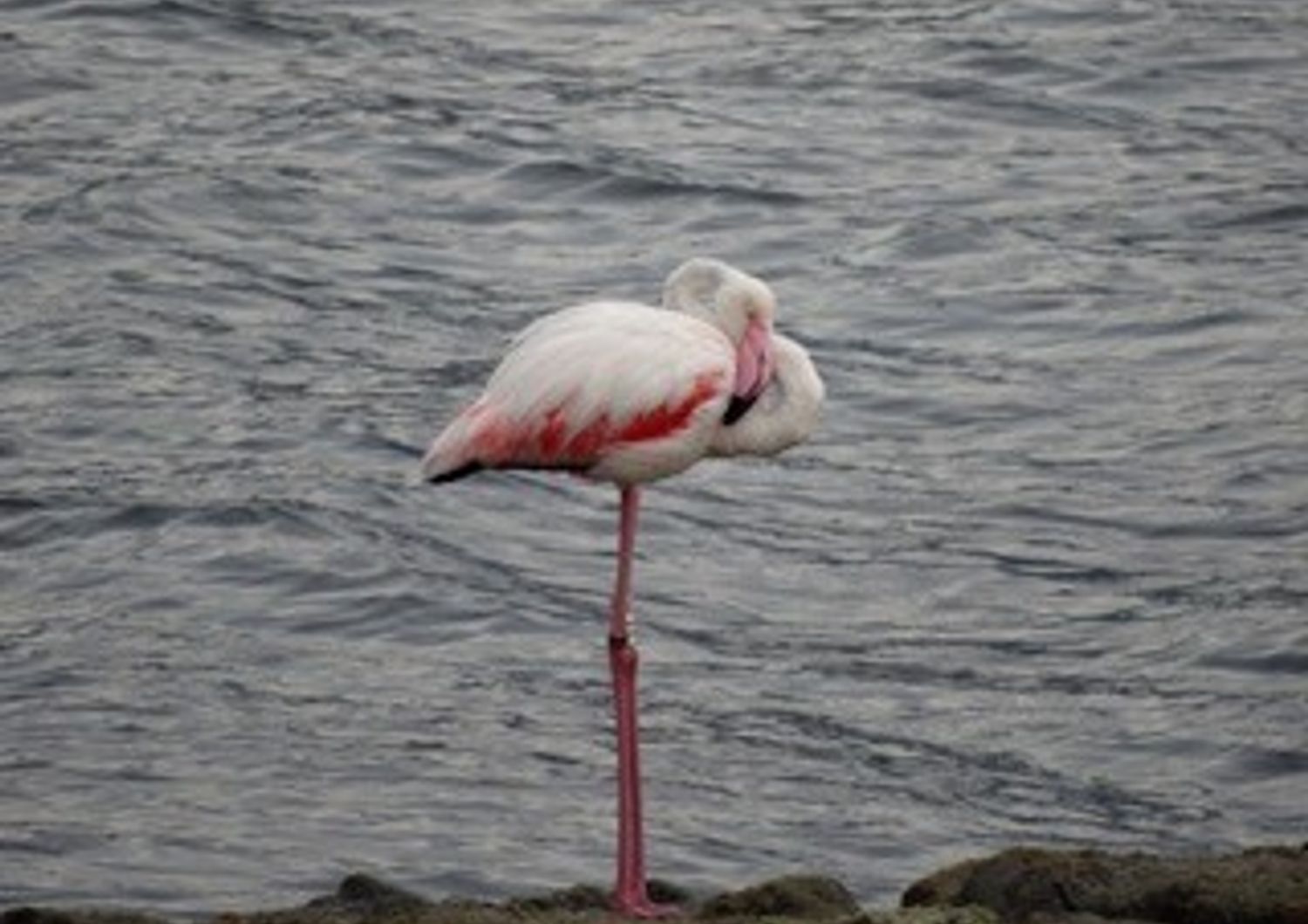 &nbsp;Fenicottero rosa