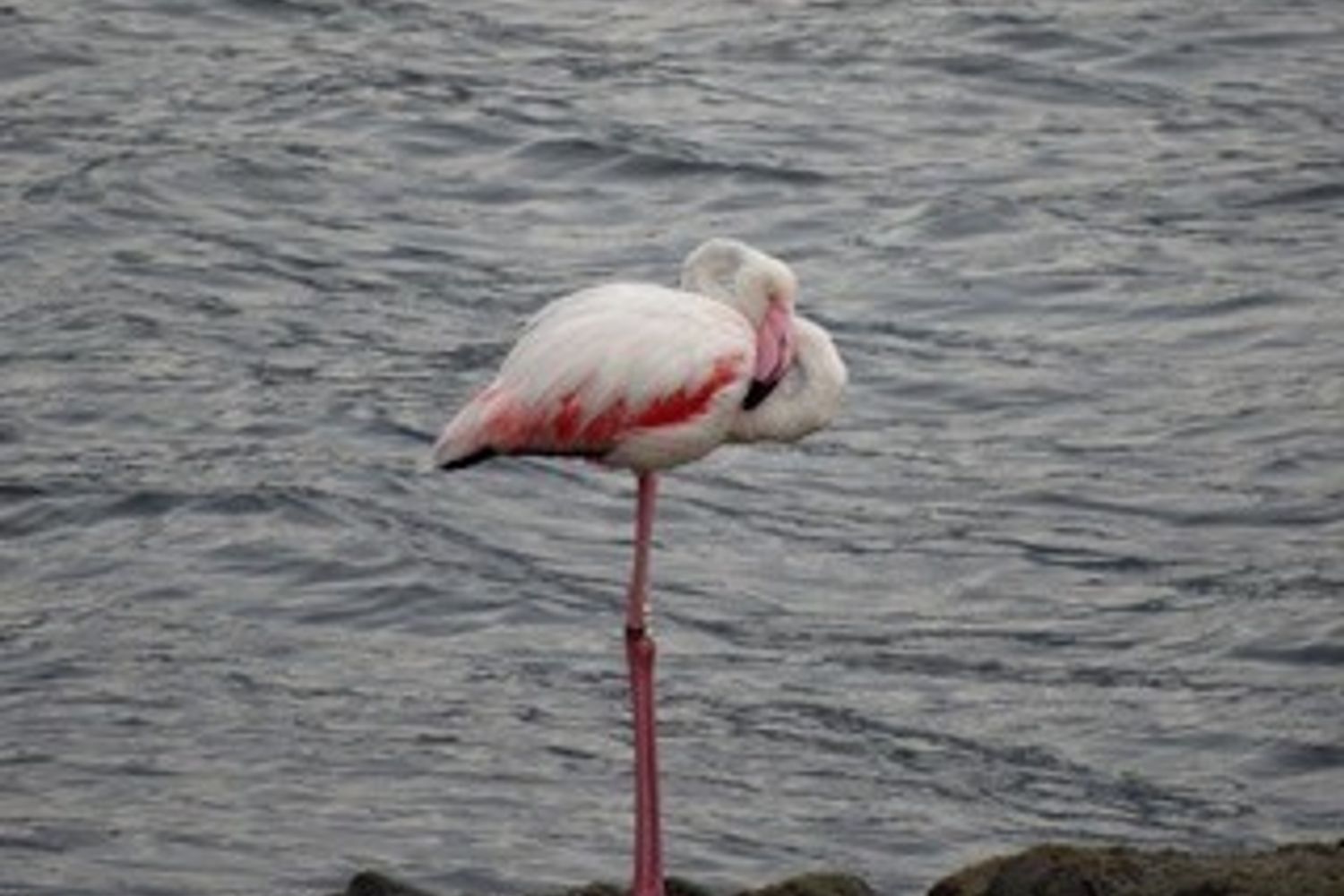 &nbsp;Fenicottero rosa