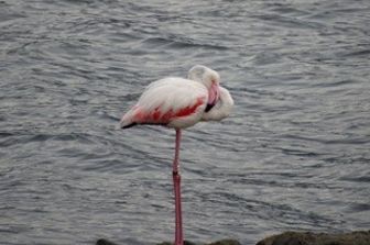 &nbsp;Fenicottero rosa