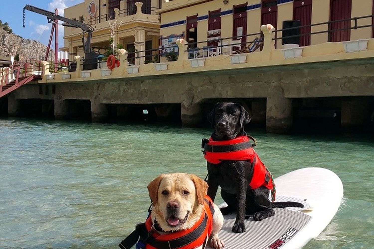 &nbsp;Labrador bagnini