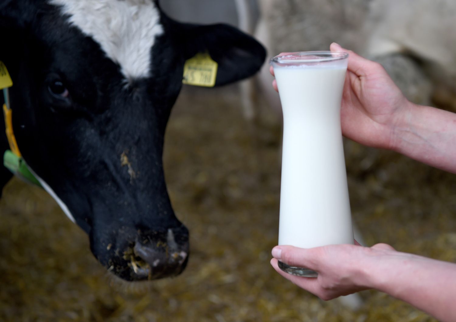 &nbsp; latte bovini agricoltura - afp