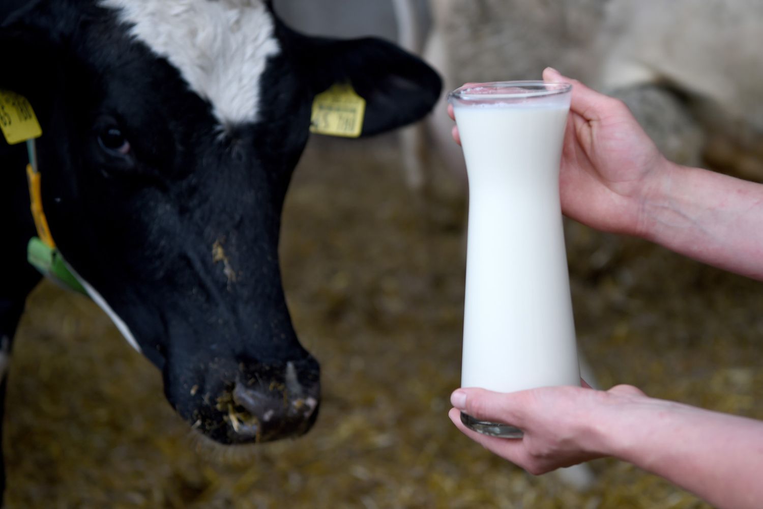 &nbsp; latte bovini agricoltura - afp