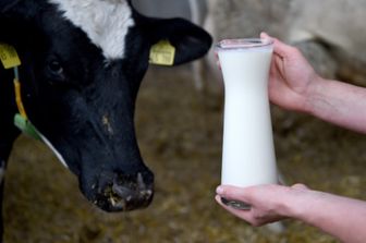 &nbsp; latte bovini agricoltura - afp