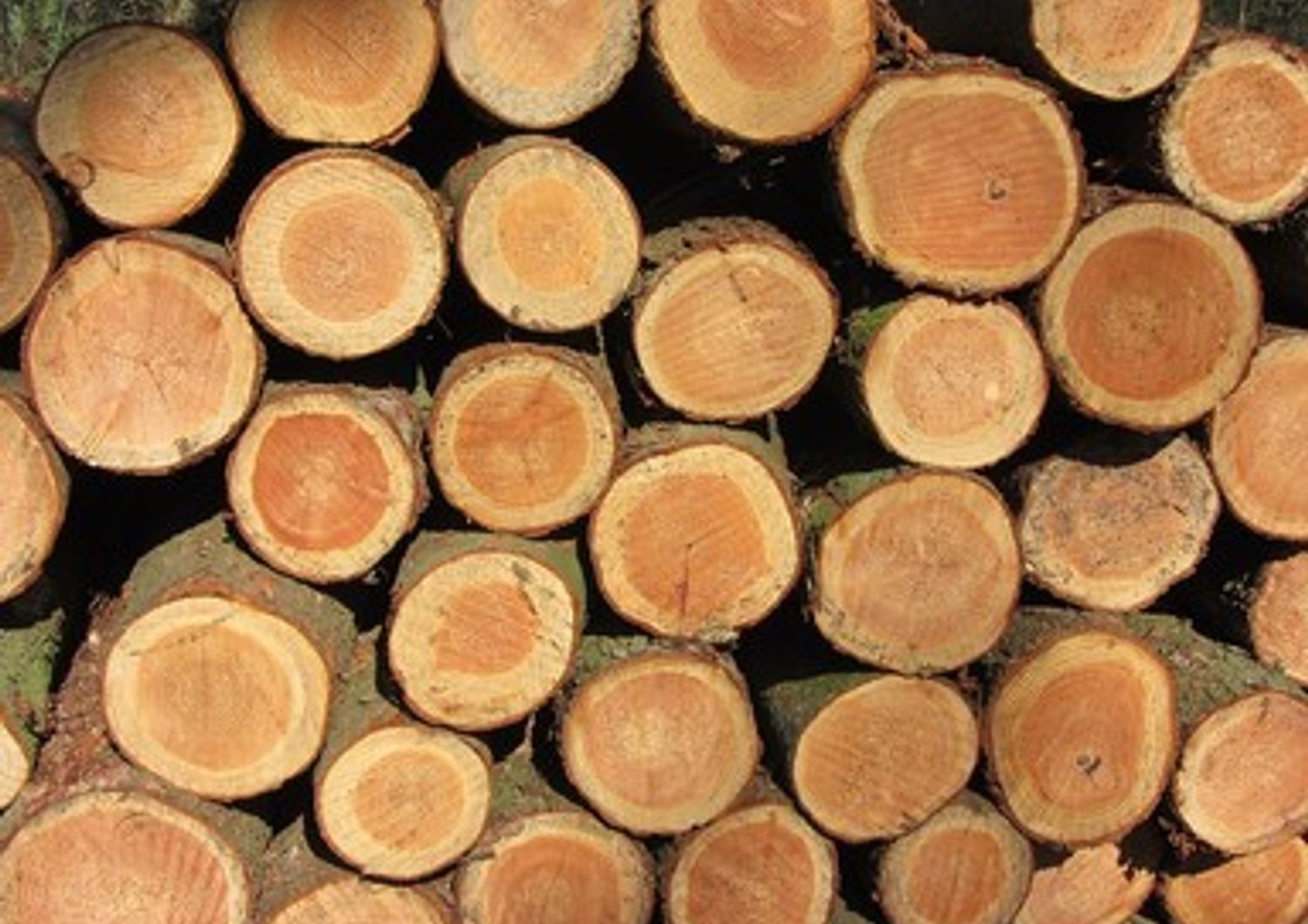 &nbsp;legname legno tronchi