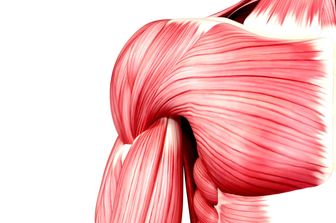 &nbsp;Muscolo, Muscoli