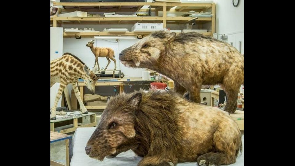 &nbsp;L'Arca di Noe', gli animali (foto instagram arkencounter)