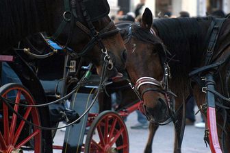 Carrozze cavalli