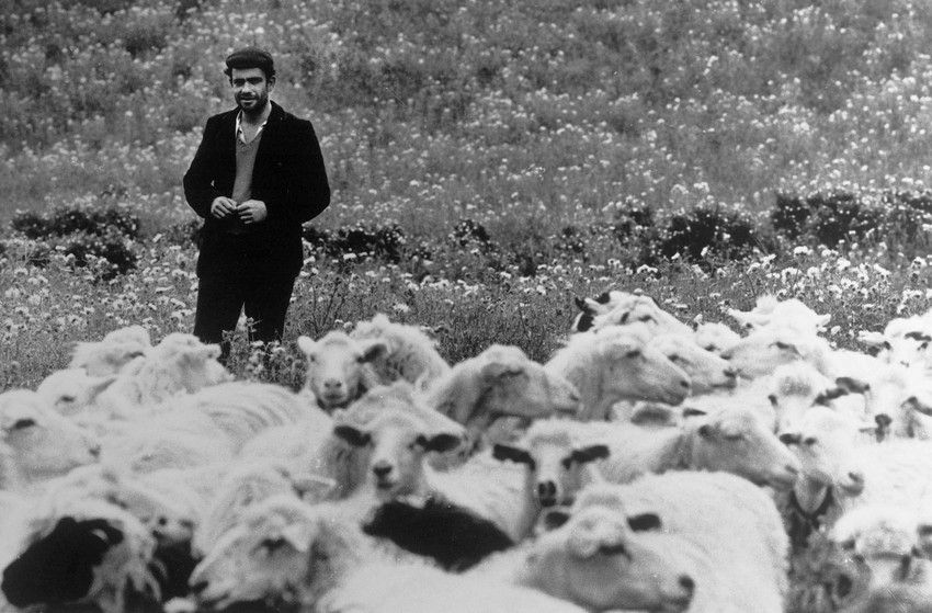 pastore sardo (agf)&nbsp;