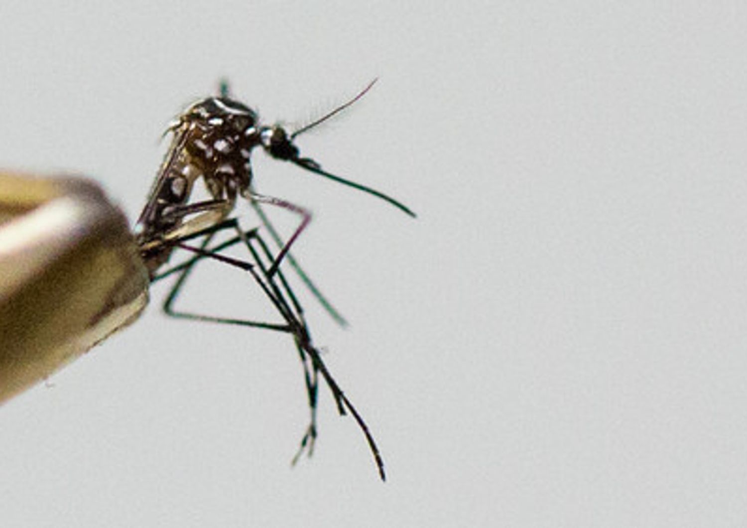 Chikungunya zanzara - afp