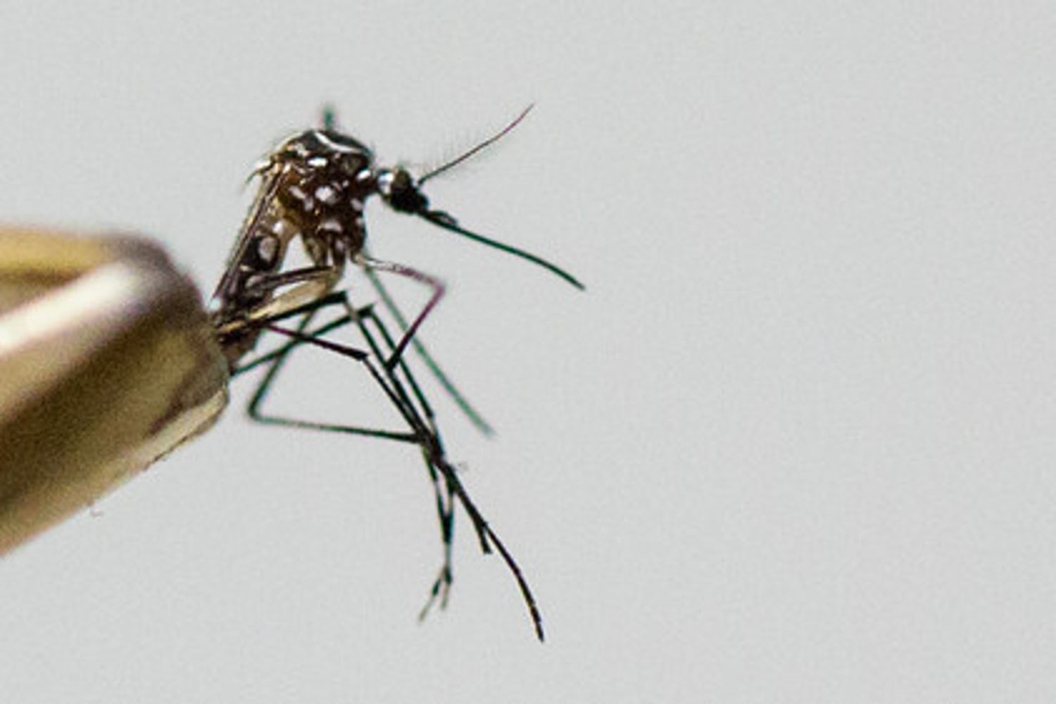 Chikungunya zanzara - afp