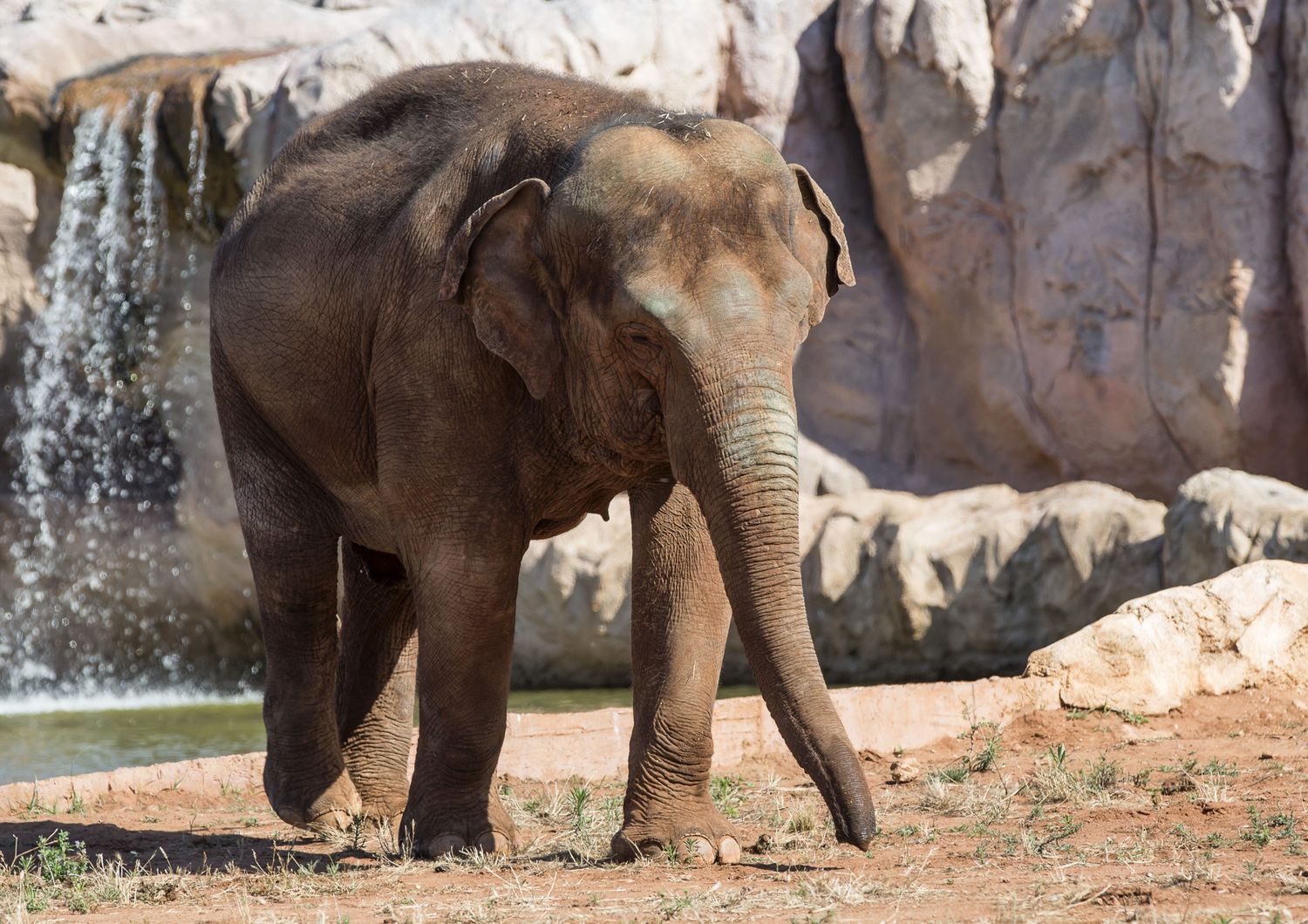 &nbsp;Elefante dello zoo di Rabat