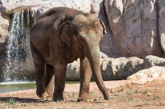 &nbsp;Elefante dello zoo di Rabat