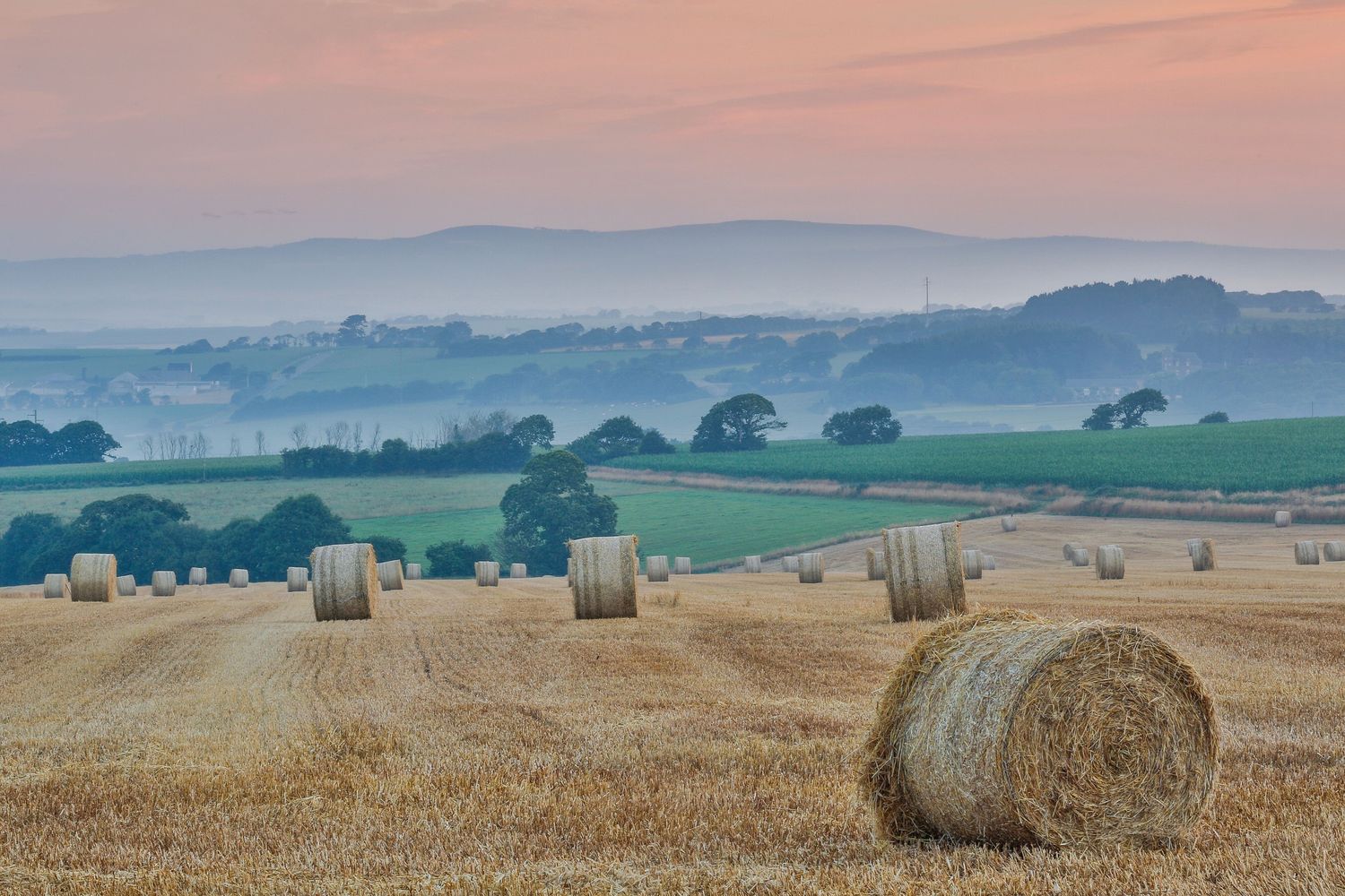 &nbsp;campo di grano
