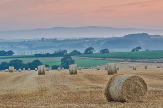 &nbsp;campo di grano