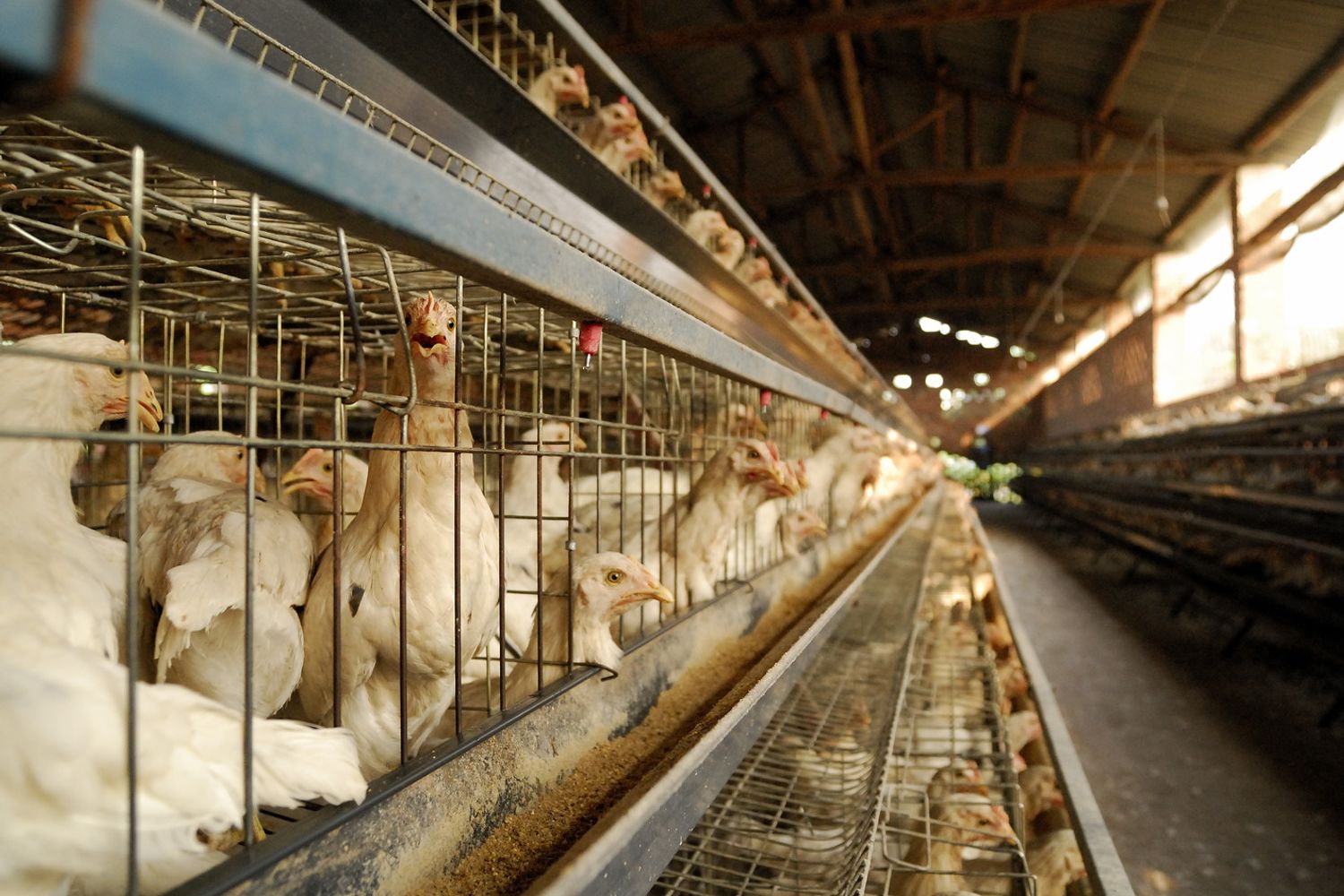 &nbsp;Allevamento polli (Afp)