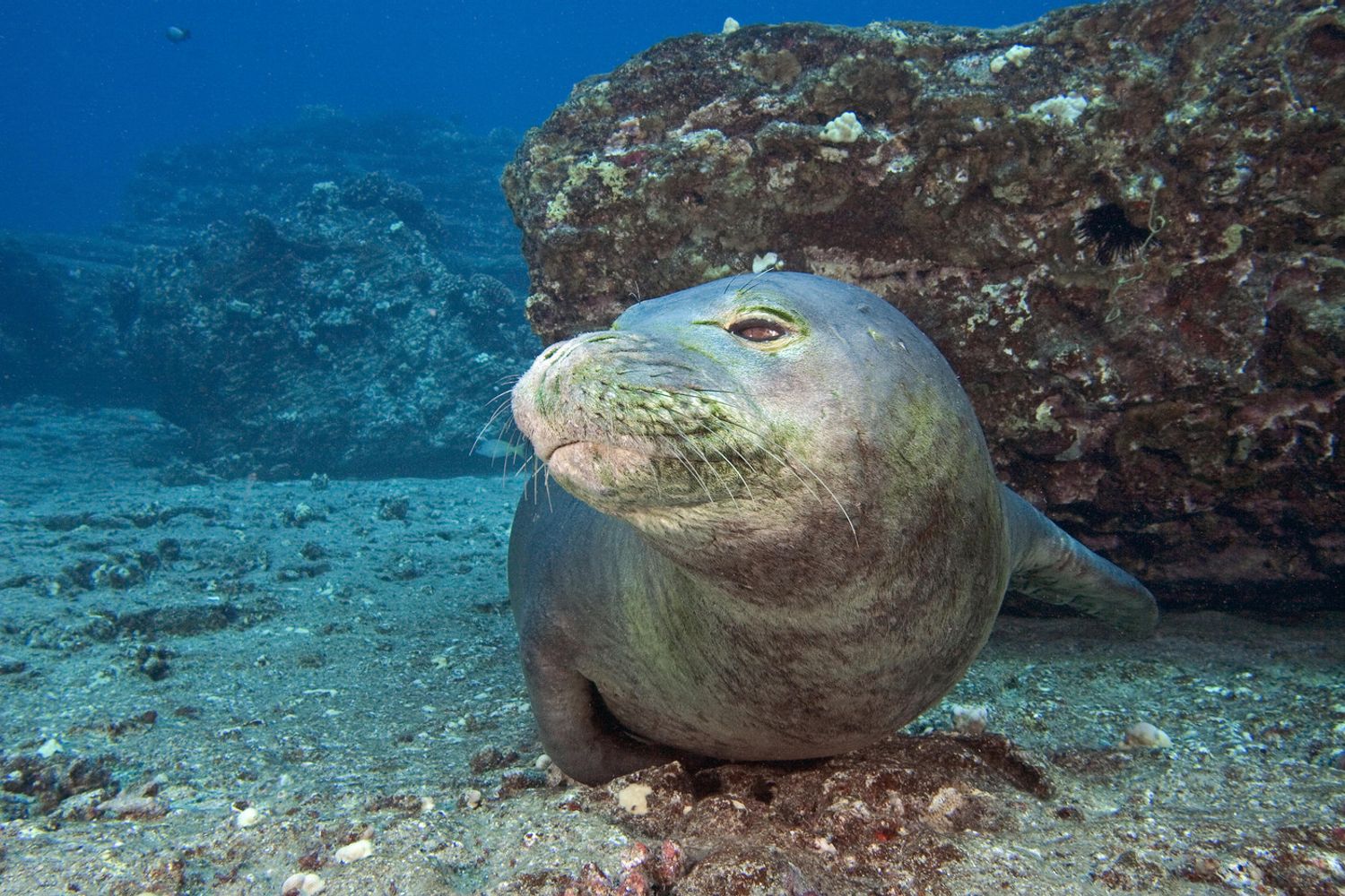 &nbsp;foca monaca (Agf)