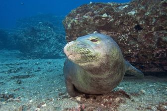 &nbsp;foca monaca (Agf)