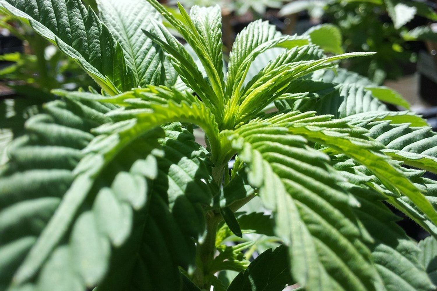 &nbsp; Marijuana Cannabis pianta piantagione