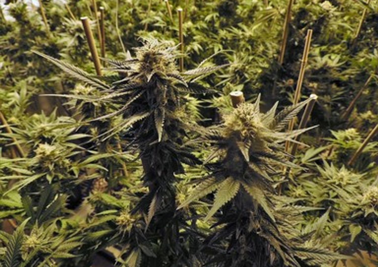 &nbsp; Marijuana Cannabis pianta piantagione