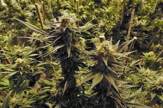 &nbsp; Marijuana Cannabis pianta piantagione