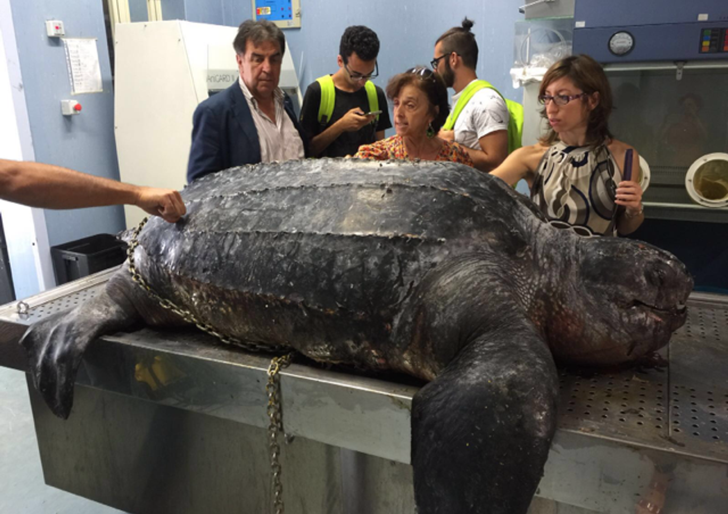 Tartaruga Lampedusa - Istituto Zooprofilattico sperimentale della Sicilia