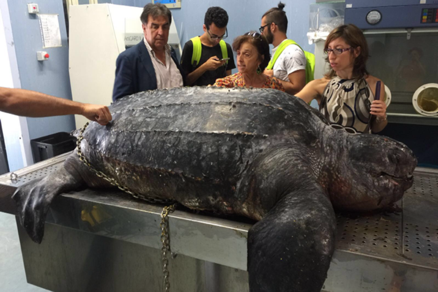 Tartaruga Lampedusa - Istituto Zooprofilattico sperimentale della Sicilia