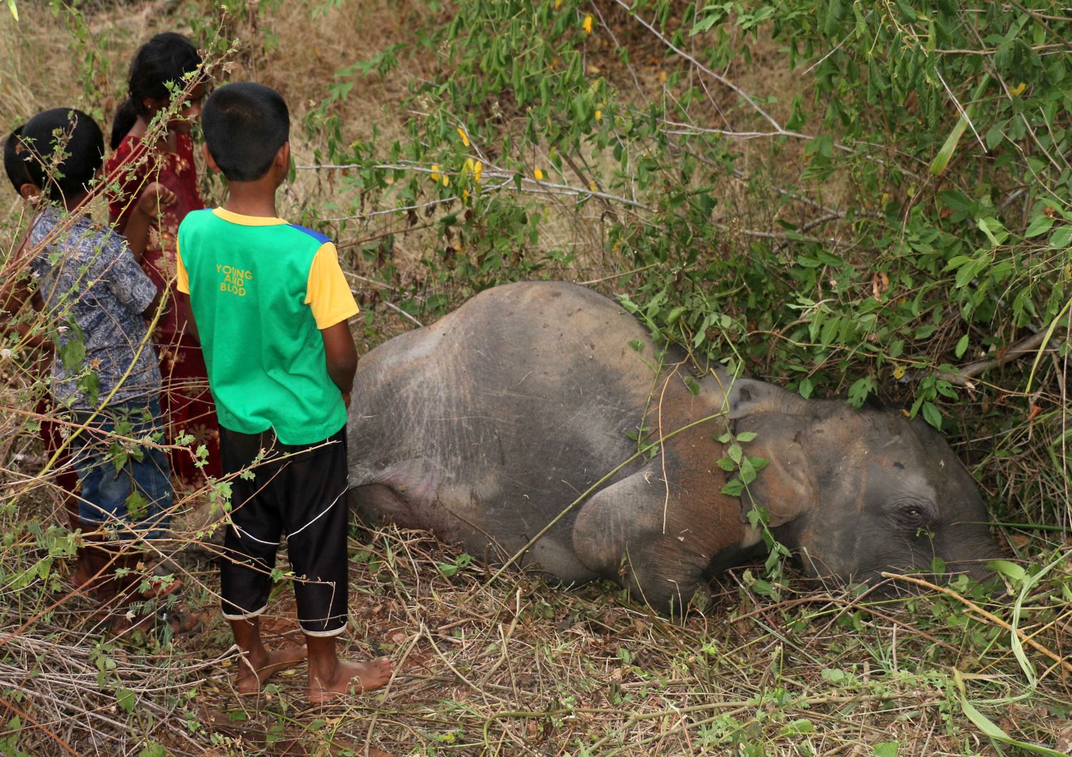 Sri Lanka incidente, treno travolge elefanti