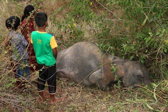 Sri Lanka incidente, treno travolge elefanti