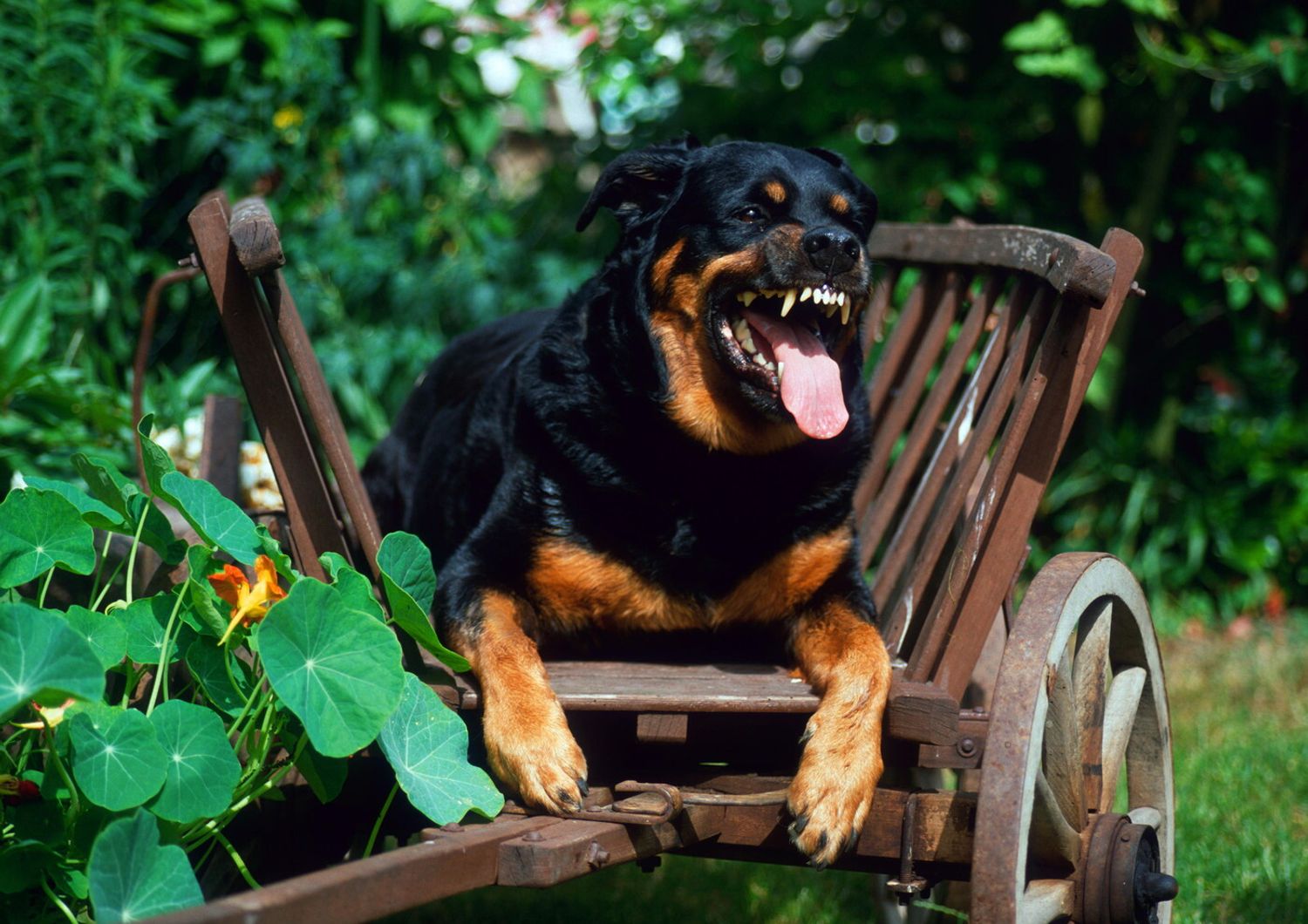 &nbsp;cane rottweiler (Agf)