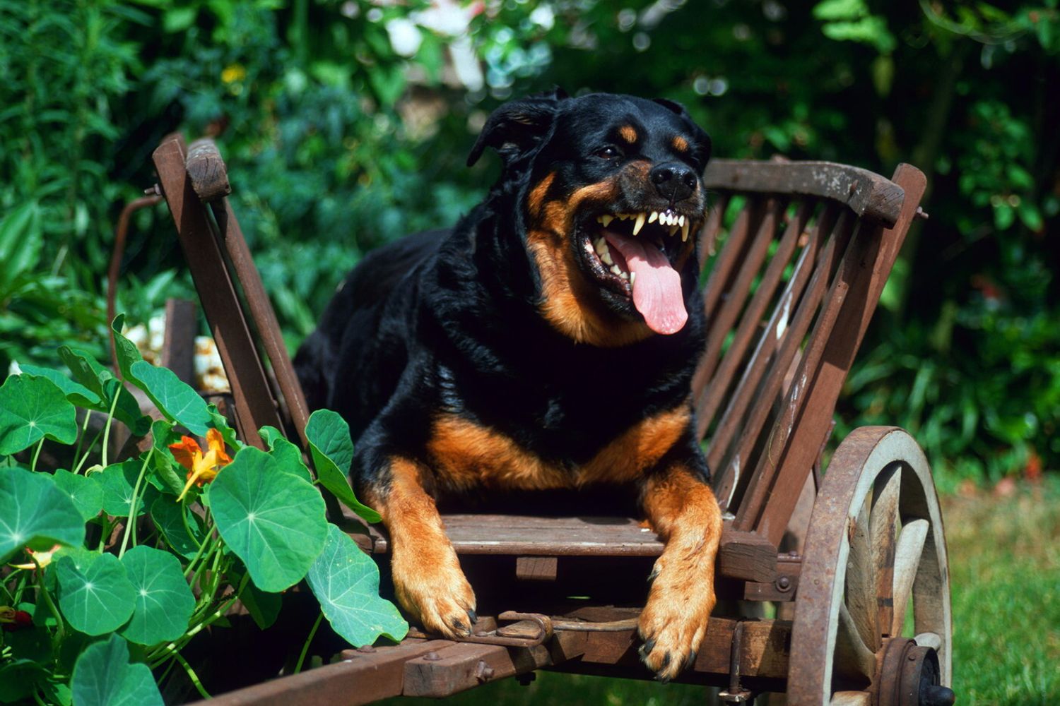 &nbsp;cane rottweiler (Agf)