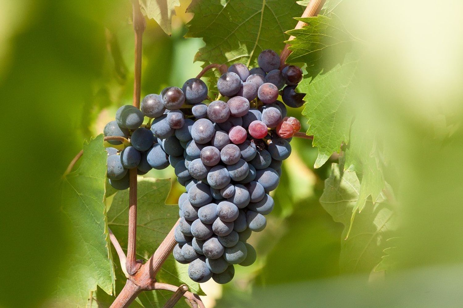 &nbsp;uva vino vendemmia