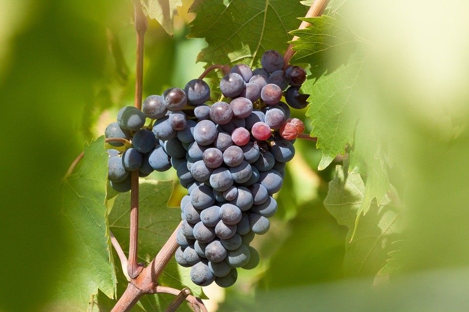 &nbsp;uva vino vendemmia