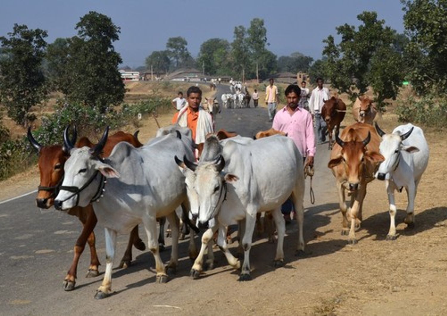 &nbsp;India bovini stato Madhya Pradesh - afp