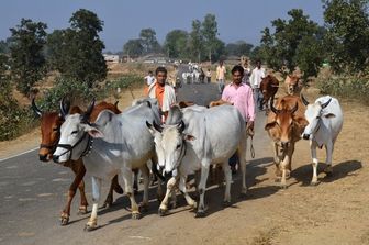 &nbsp;India bovini stato Madhya Pradesh - afp