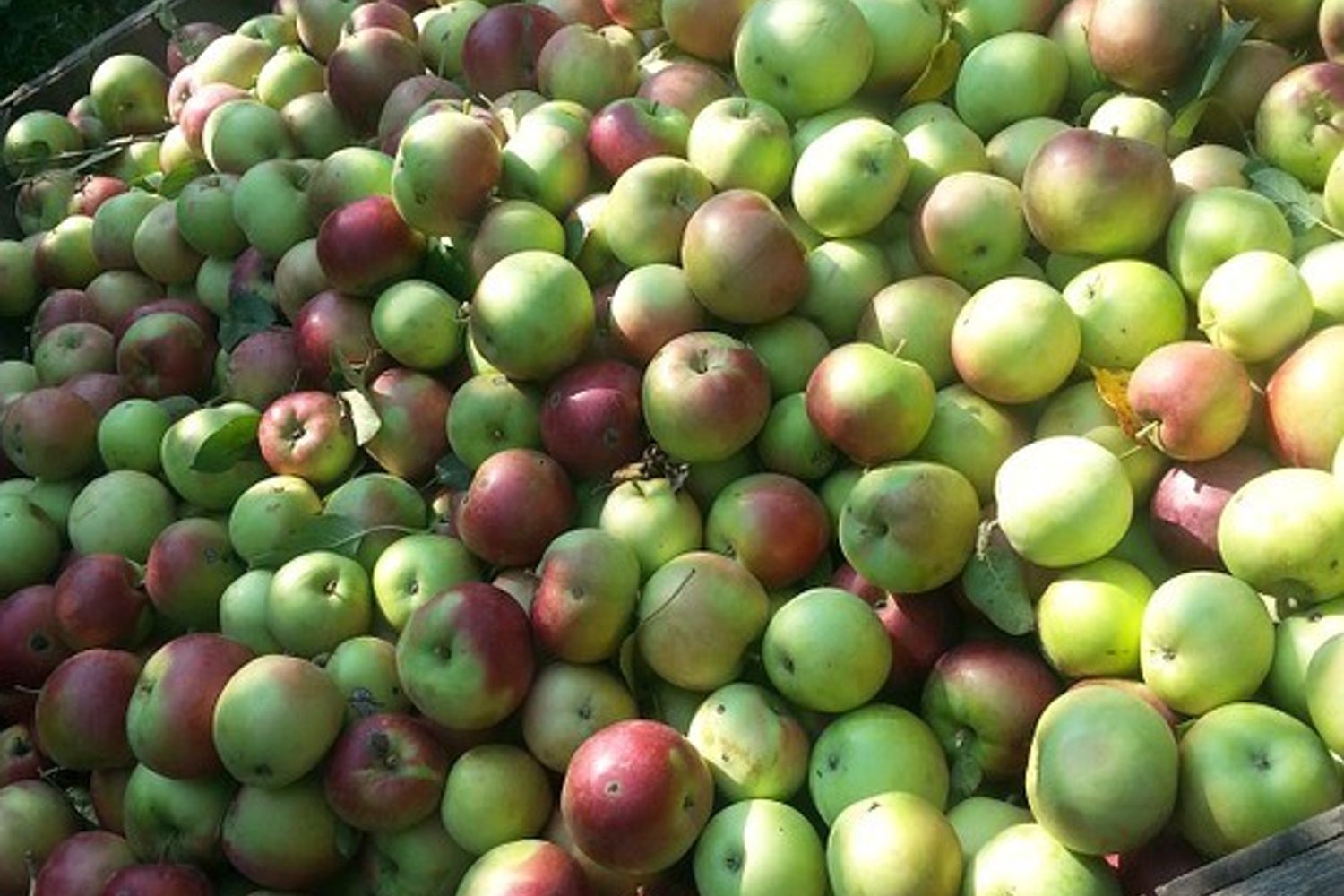 mele raccolta frutta casse