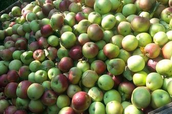 mele raccolta frutta casse