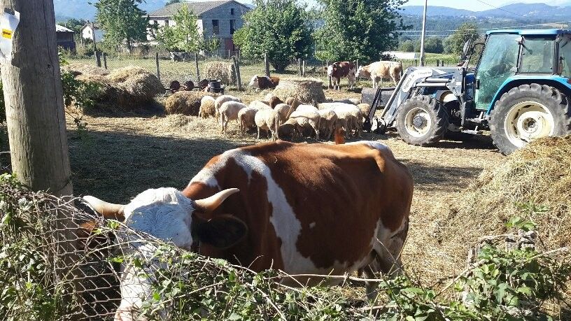 &nbsp;Terremoto sisma Amatrice rieti animali aziende agricole